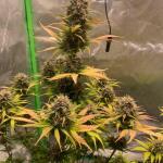 lemon-cherry-cookies-auto-fem-fastbuds.jpeg