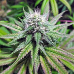 notorious-thc-fem-humboldt-seed-company.jpg