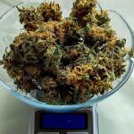original-auto-og-kush-fem-fastbuds.jpg