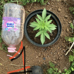 auto-super-mazar-fem-victory-seeds.jpeg