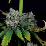 booberry-cookies-rbx-fem-ethos-genetics.jpg