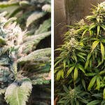 gelato-auto-fem-fastbuds.jpg