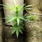 gorilla-auto-fem-Semyanich.jpg
