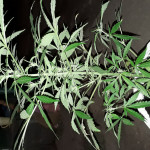 jack-47-auto-sweet-seeds.jpg