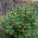 mazar-extra-bulk-seed-bank.jpg