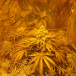 golosa-delicious-seeds.jpg