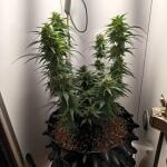 gorilla-auto-fem-Semyanich.jpg