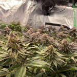 kings-juice-fem-ghs.jpg