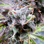 medusa-f1-auto-fem-rqs.jpg