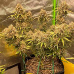 mint-jelly-auto-fem-humboldt-seed-company.jpg