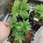 northern-lights-fem-00-seeds.jpg