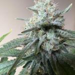 northern-lights-fem-herbies-seeds.jpg