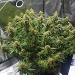pineapple-chunk-fem-barneys-farm.jpg