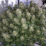 z-up-auto-fem-fastbuds.jpg