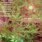 arjans-haze-3-fem-ghs.jpg