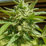 auto-anesthesia-fem-pyramid-seeds.jpg