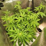 gelato-auto-fem-fastbuds.jpg
