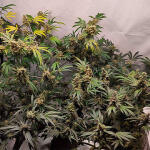gelato-fem-blimburn-seeds.jpg