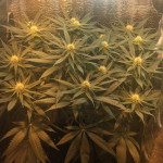 glueberry-o.g.-fem-dutch-passion.jpeg
