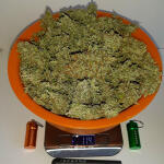 gorilla-cookies-auto-fem-fastbuds.jpg