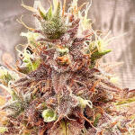 medusa-f1-auto-fem-rqs.jpg