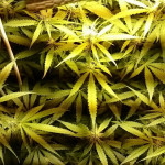 northern-lights-automatic-nirvana-seeds.jpg