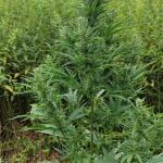 totally-alpha-og-auto-fem-alphafem-seeds.jpg