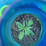 totally-alpha-og-auto-fem-alphafem-seeds.jpg