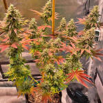 white-wedding-rbx-fem-ethos-genetics.jpg