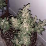 blueberry-cheese-auto-blue-cheese-auto-fem-barneys-farm.jpg
