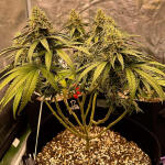 candy-store-rbx-fem-ethos-genetics.jpg