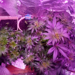 ice-female-seeds.jpg
