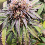 mimosa-x-orange-punch-fem-barneys-farm.jpg