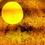 nova-og-anesia-seeds.jpg