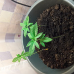 special-kush-1-rqs.jpg