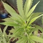 ultimate-bubba-auto-fem-Semyanich.jpg