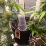 ultimate-bubba-auto-fem-Semyanich.jpg