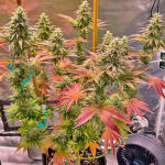 white-wedding-rbx-fem-ethos-genetics.jpg