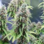 auto-critical-lemon-cbd-fem-advanced-seeds.jpg