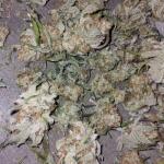booberry-cookies-rbx-fem-ethos-genetics.jpg