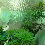 cbd-cherry-kush-sumo-seeds.jpg