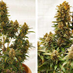 gelato-auto-fem-fastbuds.jpg