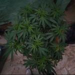 10th-planet-r1-fem-ethos-genetics.jpg