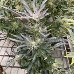 booberry-cookies-rbx-fem-ethos-genetics.jpg