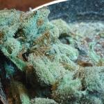 bubble-gummy-auto-fem-ethos-genetics.jpg