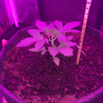 dream-machine-heavyweight-seeds.JPG