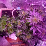 ice-female-seeds.JPG