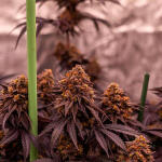 lemon-cherry-runtz-fem-fastbuds.jpg