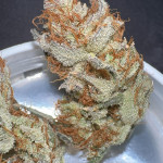 orange-creampop-fem-humboldt-seed-company.jpg