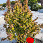 runtz-punch-fem-herbies-seeds.jpg